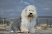Šarmantní bobtail má poutavou historii