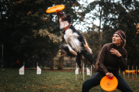 Vzdušné skoky a psí radost: To je svět dogfrisbee