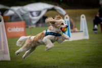 Co je to vlastně ten flyball? – 1. díl