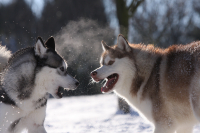 Sibiřský husky prostě nemůže neokouzlit!