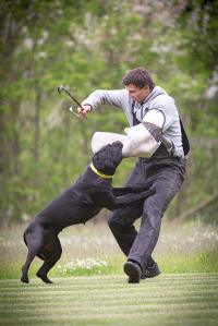 Cane corso je hlavně parťákem pro život!