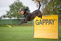 Cane corso je hlavně parťákem pro život!
