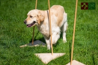 Domácí psí fitness - cviky, které by měl pes zvládnout před nástupem balančního cvičení II.