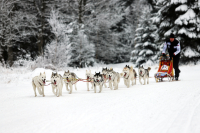 Sibiřský husky se narodil pro mushing!