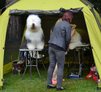 Bobtail je nádherný nejen svou povahou, ale i svým zjevem!