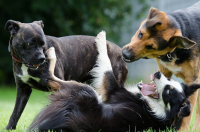 Poradna pro začátečníky – Štěně versus druhý pes v rodině