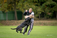 Cane corso je hlavně parťákem pro život!