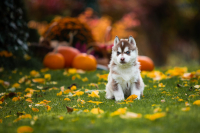 Sibiřský husky prostě nemůže neokouzlit!