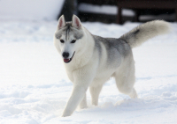 Sibiřský husky prostě nemůže neokouzlit!