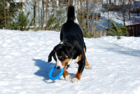 Appenzellský salašnický pes je velmi všestranný!