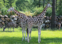 Výlet do zoo aneb Den, kdy jsem našla příbuzné